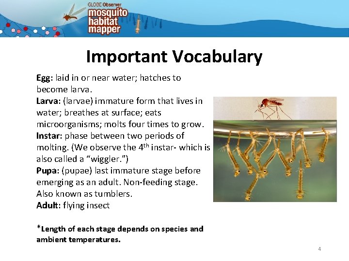 Important Vocabulary Egg: laid in or near water; hatches to become larva. Larva: (larvae)