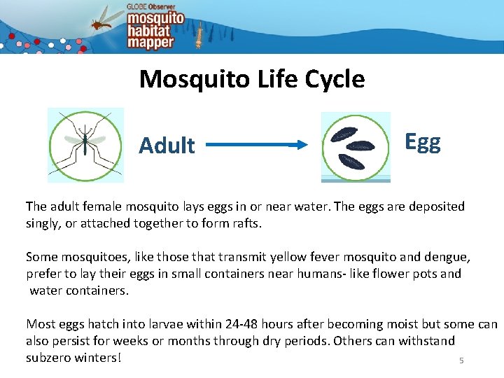 Mosquito Life Cycle Adult Egg The adult female mosquito lays eggs in or near