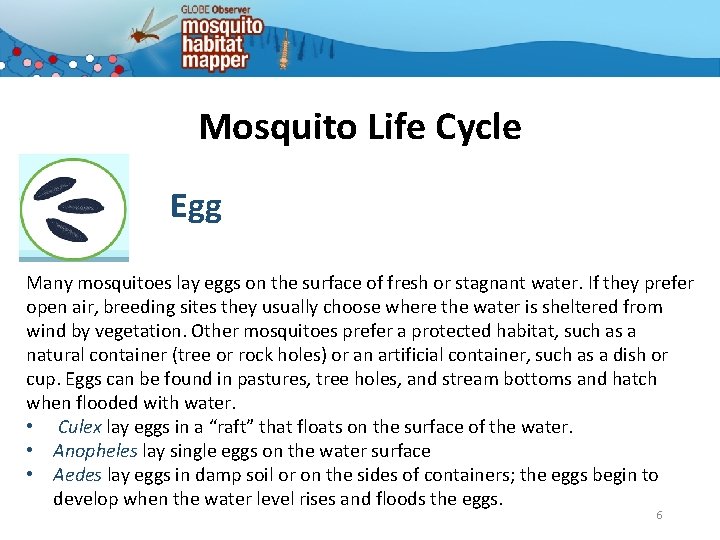Mosquito Life Cycle Egg Many mosquitoes lay eggs on the surface of fresh or