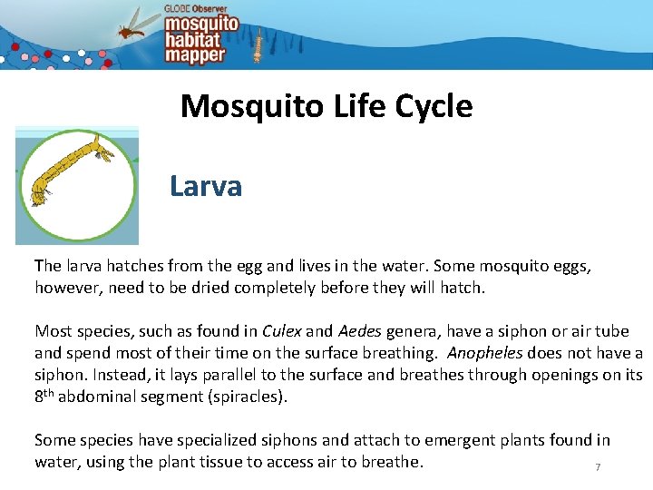 Mosquito Life Cycle Larva The larva hatches from the egg and lives in the