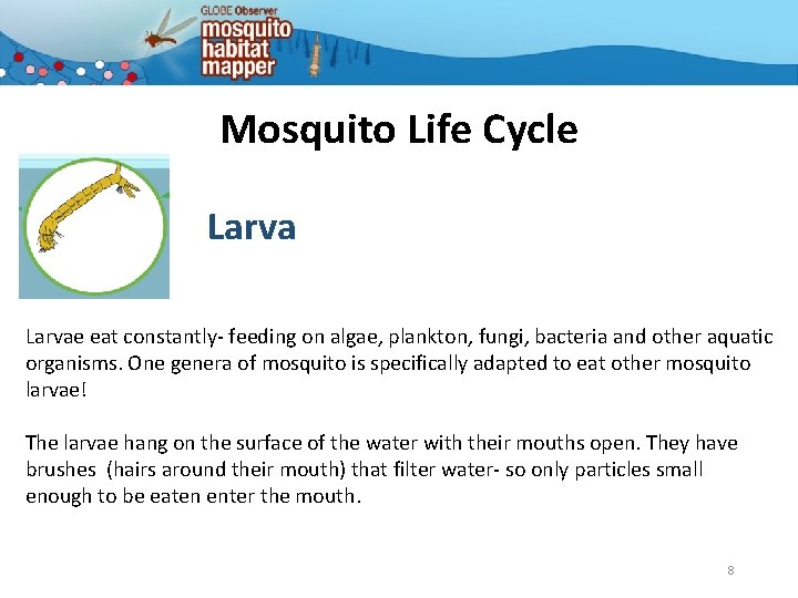 Mosquito Life Cycle Larvae eat constantly- feeding on algae, plankton, fungi, bacteria and other