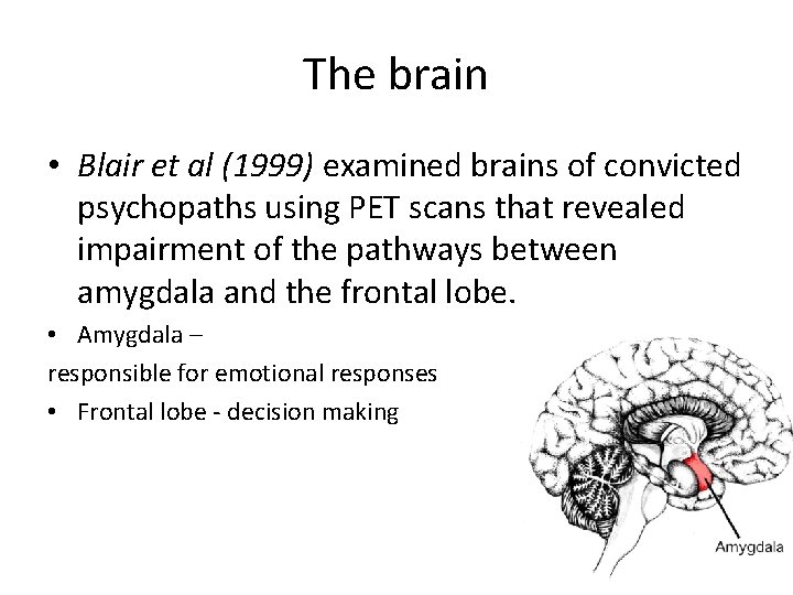 The brain • Blair et al (1999) examined brains of convicted psychopaths using PET