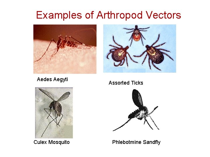 Examples of Arthropod Vectors Aedes Aegyti Culex Mosquito Assorted Ticks Phlebotmine Sandfly 