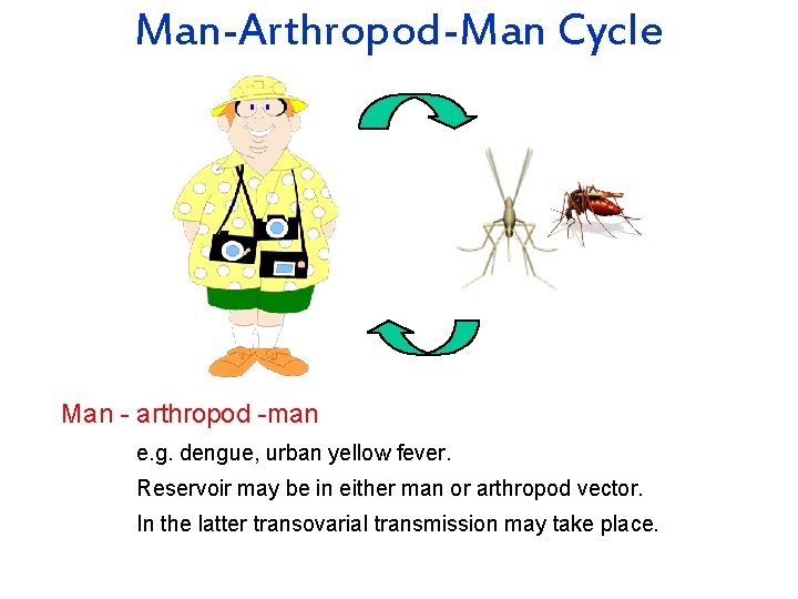 Man-Arthropod-Man Cycle Man - arthropod -man e. g. dengue, urban yellow fever. Reservoir may