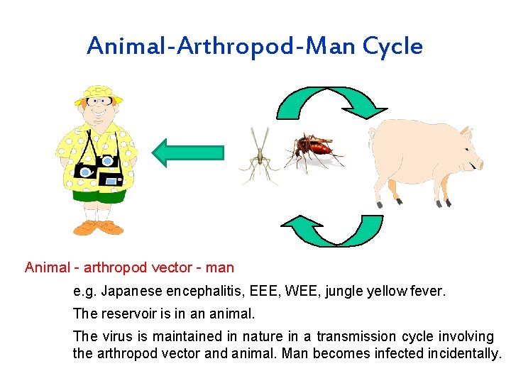 Animal-Arthropod-Man Cycle Animal - arthropod vector - man e. g. Japanese encephalitis, EEE, WEE,