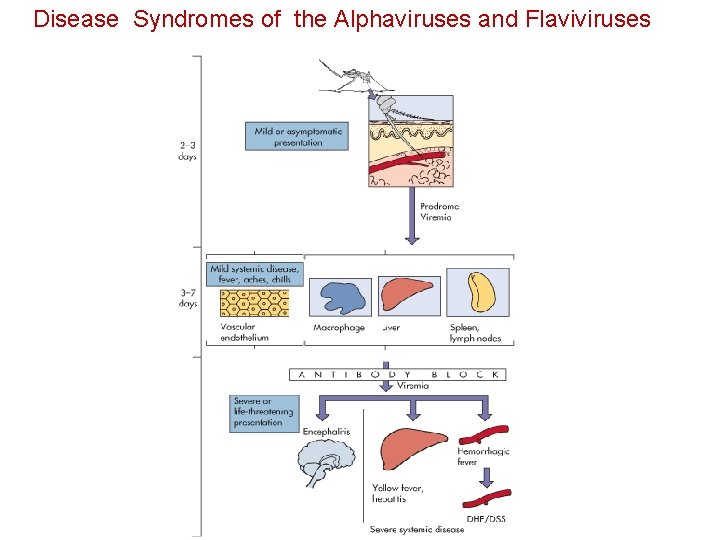Disease Syndromes of the Alphaviruses and Flaviviruses 