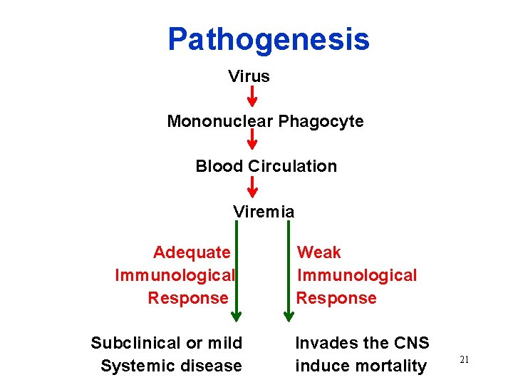 Pathogenesis Virus Mononuclear Phagocyte Blood Circulation Viremia Adequate Immunological Response Subclinical or mild Systemic