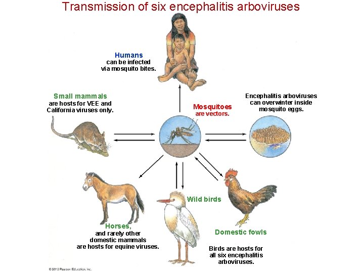 Transmission of six encephalitis arboviruses Humans can be infected via mosquito bites. Small mammals