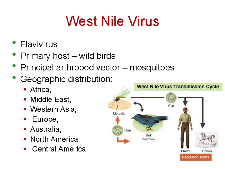 West Nile Virus • Flavivirus • Primary host – wild birds • Principal arthropod