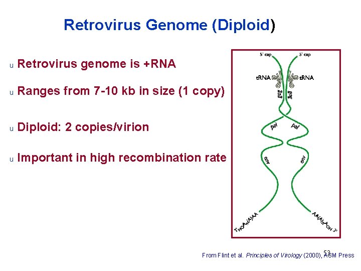 Retrovirus Genome (Diploid) u Retrovirus genome is +RNA u Ranges from 7 -10 kb