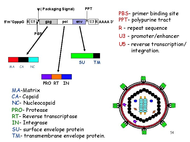 y ( Packaging Signal) 5’m 7 Gppp. G R U 5 gag pol PPT