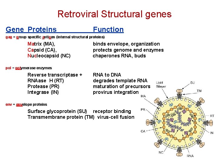 Retroviral Structural genes Gene Proteins Function gag = group specific anti ntig gen (internal