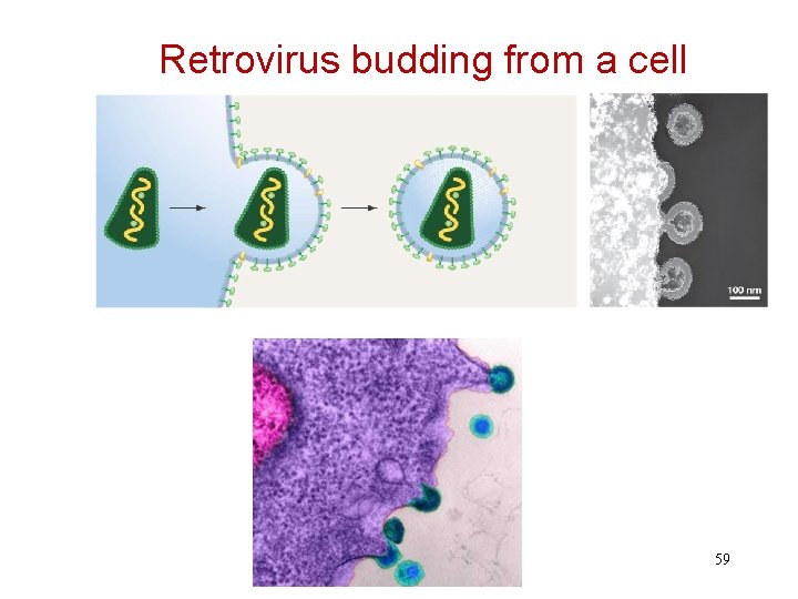 Retrovirus budding from a cell 59 