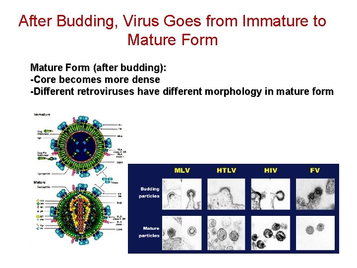 After Budding, Virus Goes from Immature to Mature Form (after budding): -Core becomes more