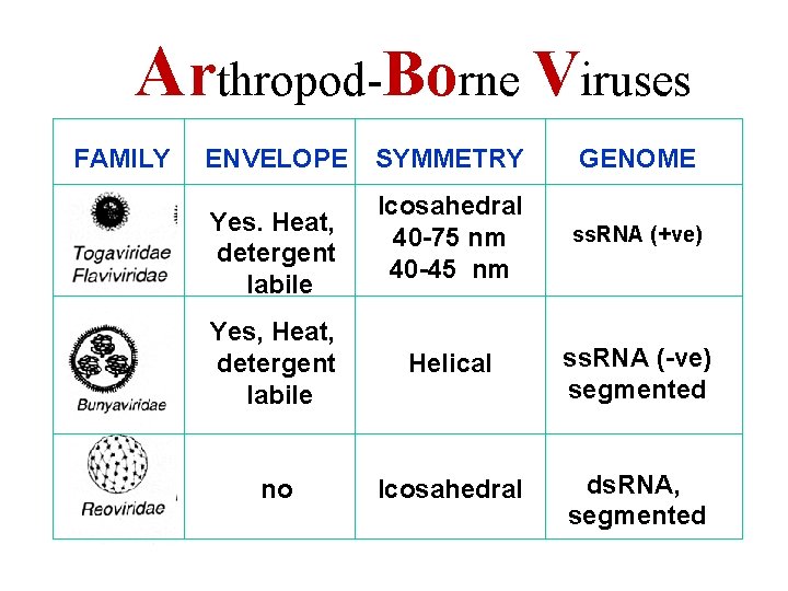 Arthropod-Borne Viruses FAMILY ENVELOPE SYMMETRY GENOME Icosahedral 40 -75 nm 40 -45 nm ss.
