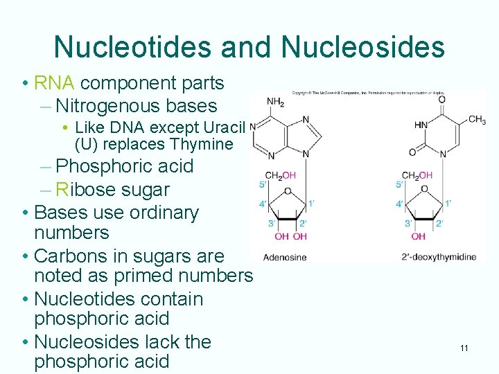Nucleotides and Nucleosides • RNA component parts – Nitrogenous bases • Like DNA except