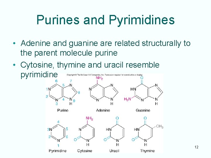 Purines and Pyrimidines • Adenine and guanine are related structurally to the parent molecule