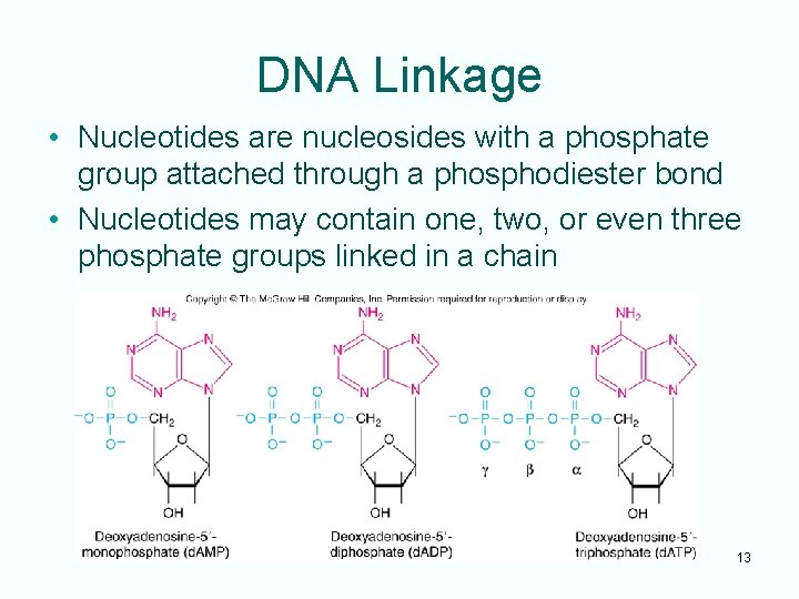 DNA Linkage • Nucleotides are nucleosides with a phosphate group attached through a phosphodiester
