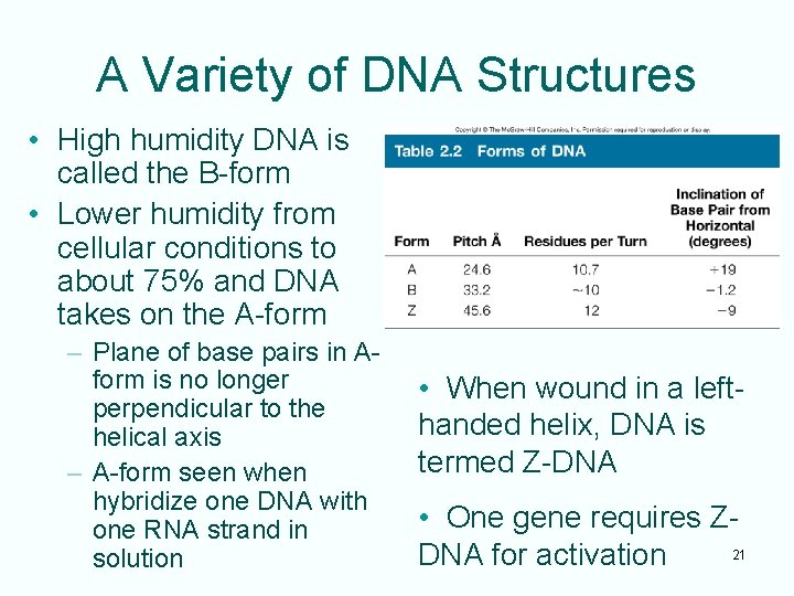 A Variety of DNA Structures • High humidity DNA is called the B-form •