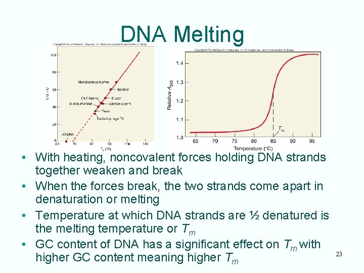 DNA Melting • With heating, noncovalent forces holding DNA strands together weaken and break