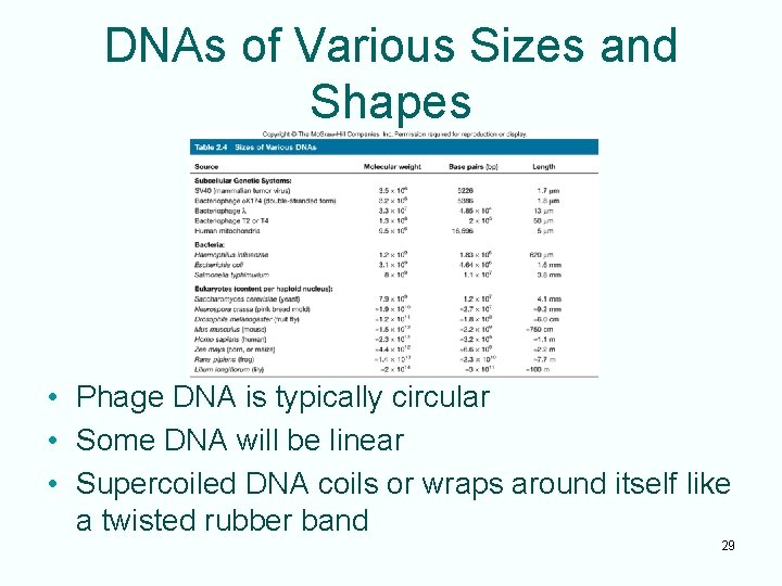 DNAs of Various Sizes and Shapes • Phage DNA is typically circular • Some