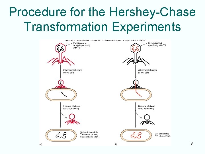 Procedure for the Hershey-Chase Transformation Experiments 8 
