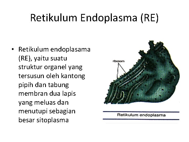 Retikulum Endoplasma (RE) • Retikulum endoplasama (RE), yaitu suatu struktur organel yang tersusun oleh