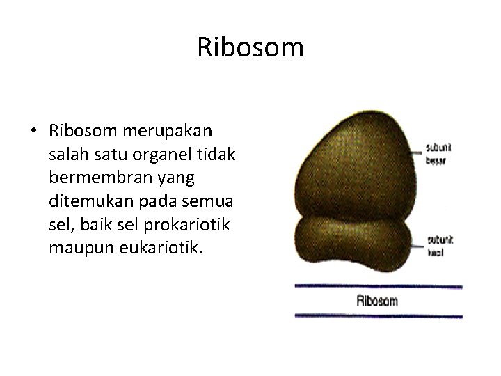Ribosom • Ribosom merupakan salah satu organel tidak bermembran yang ditemukan pada semua sel,