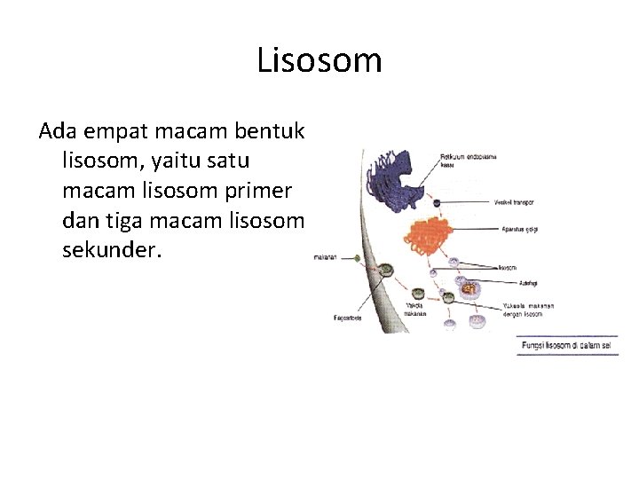 Lisosom Ada empat macam bentuk lisosom, yaitu satu macam lisosom primer dan tiga macam