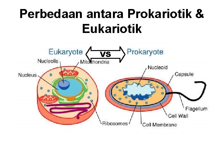 Perbedaan antara Prokariotik & Eukariotik VS 