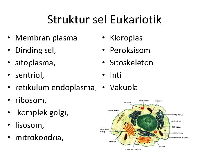 Struktur sel Eukariotik • • • Membran plasma Dinding sel, sitoplasma, sentriol, retikulum endoplasma,