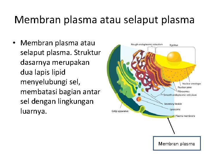 Membran plasma atau selaput plasma • Membran plasma atau selaput plasma. Struktur dasarnya merupakan