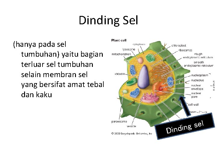 Dinding Sel (hanya pada sel tumbuhan) yaitu bagian terluar sel tumbuhan selain membran sel