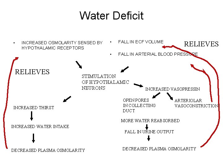 Water Deficit • INCREASED OSMOLARITY SENSED BY HYPOTHALAMIC RECEPTORS RELIEVES • FALL IN ECF