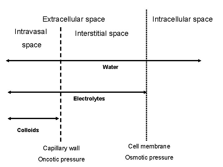 Extracellular space Intravasal Intracellular space Interstitial space Water Electrolytes Colloids Capillary wall Cell membrane