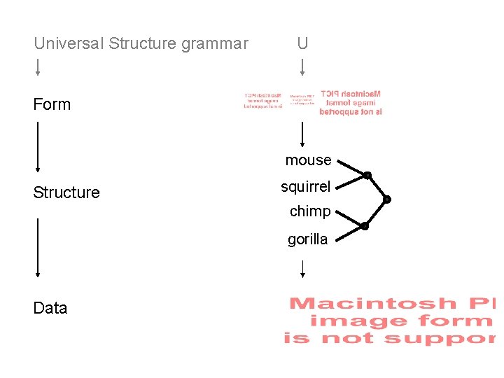 Universal Structure grammar U Form mouse Structure squirrel chimp gorilla Data 