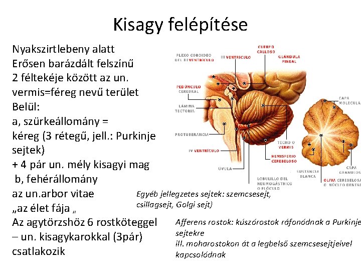 Kisagy felépítése Nyakszirtlebeny alatt Erősen barázdált felszínű 2 féltekéje között az un. vermis=féreg nevű