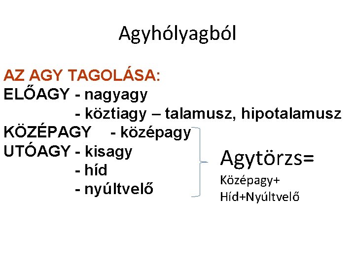 Agyhólyagból AZ AGY TAGOLÁSA: ELŐAGY - nagyagy - köztiagy – talamusz, hipotalamusz KÖZÉPAGY -