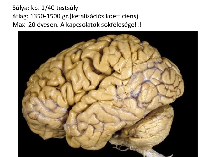 Súlya: kb. 1/40 testsúly átlag: 1350 -1500 gr. (kefalizációs koefficiens) Max. 20 évesen. A