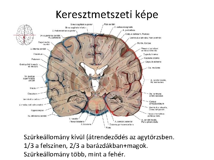 Keresztmetszeti képe Szürkeállomány kívül (átrendeződés az agytörzsben. 1/3 a felszínen, 2/3 a barázdákban+magok. Szürkeállomány