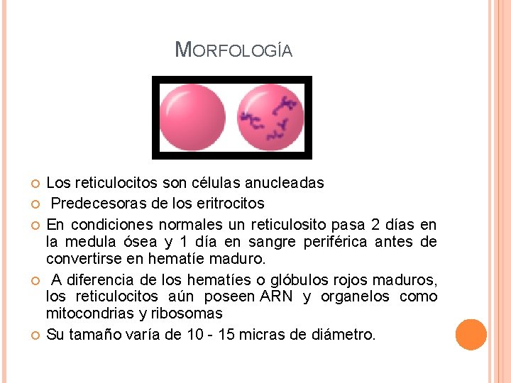 MORFOLOGÍA Los reticulocitos son células anucleadas Predecesoras de los eritrocitos En condiciones normales un