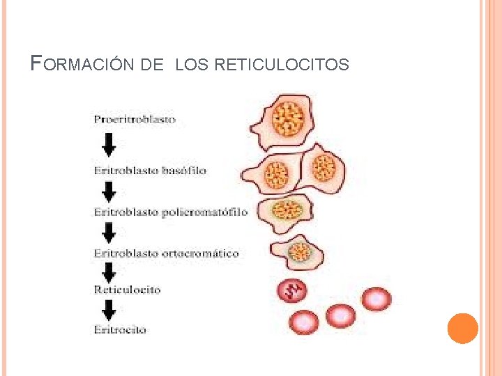 FORMACIÓN DE LOS RETICULOCITOS 