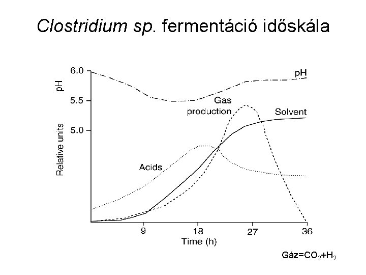 Clostridium sp. fermentáció időskála Gáz=CO 2+H 2 
