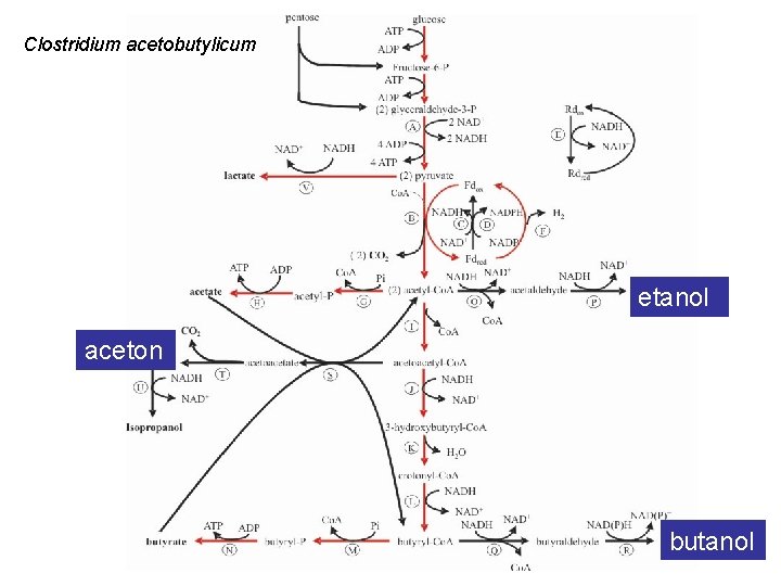 Clostridium acetobutylicum etanol aceton butanol 