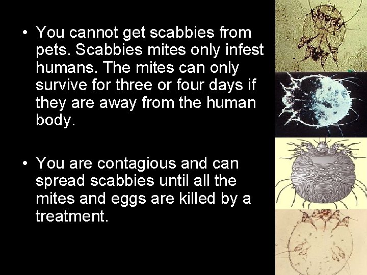  • You cannot get scabbies from pets. Scabbies mites only infest humans. The