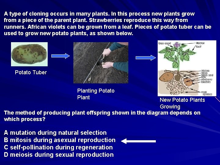 A type of cloning occurs in many plants. In this process new plants grow