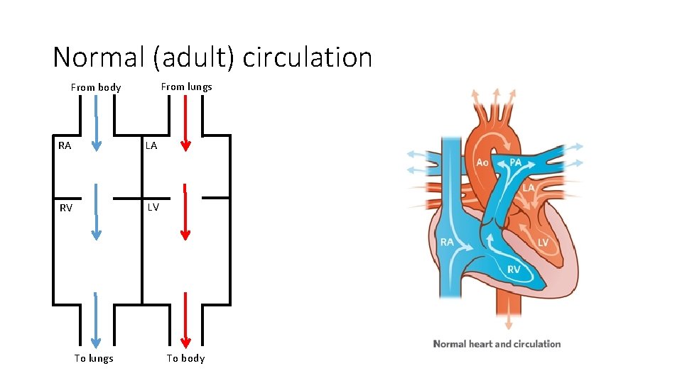 Normal (adult) circulation From lungs From body RA LA RV LV To lungs To