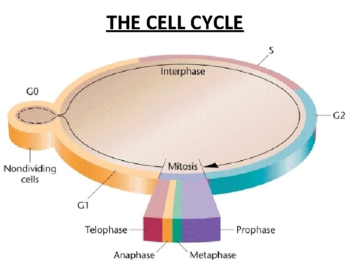 THE CELL CYCLE 