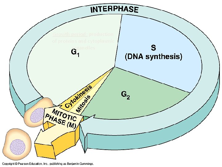 Growth period: production of proteins and cytoplasmic organelles 