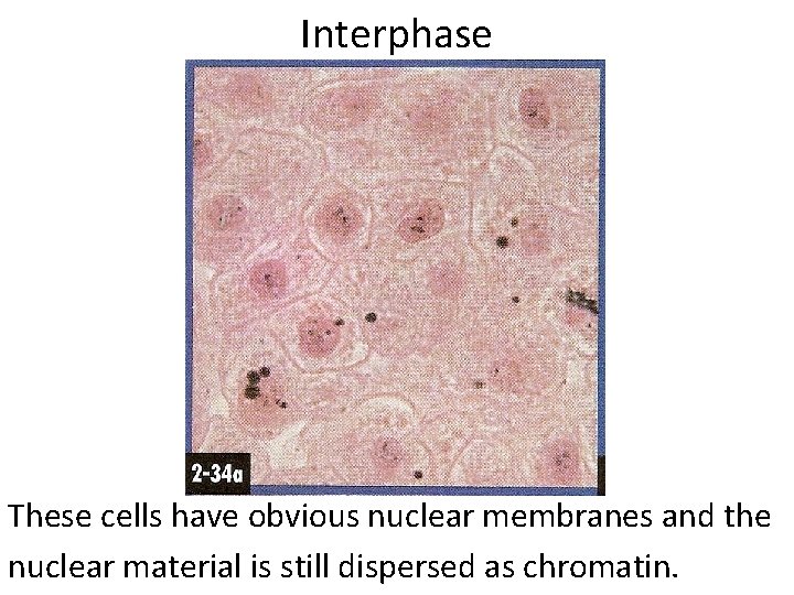 Interphase These cells have obvious nuclear membranes and the nuclear material is still dispersed